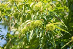 Castanea sativa (Tamme kastanje)