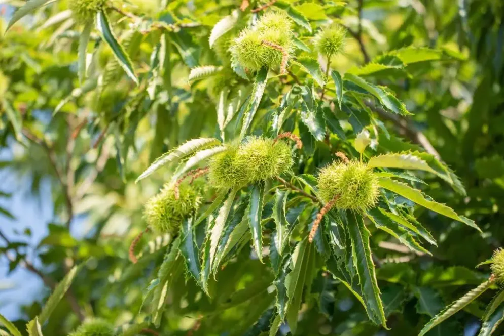 Castanea sativa (Tamme kastanje)