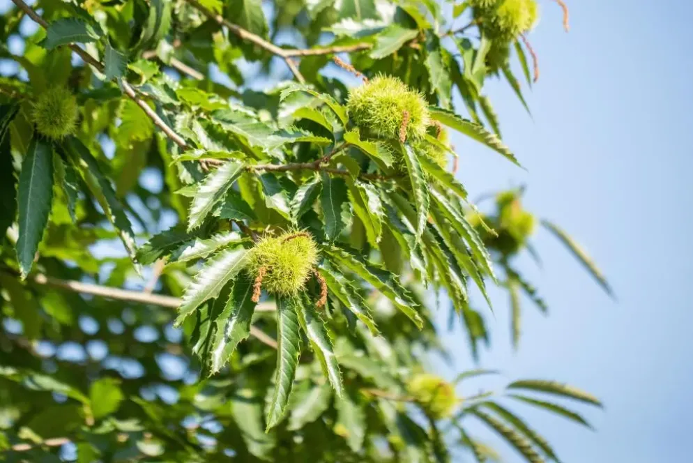 Castanea sativa (Tamme kastanje)