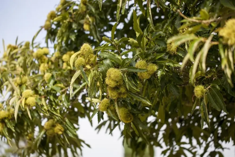 Castanea sativa (Tamme kastanje)