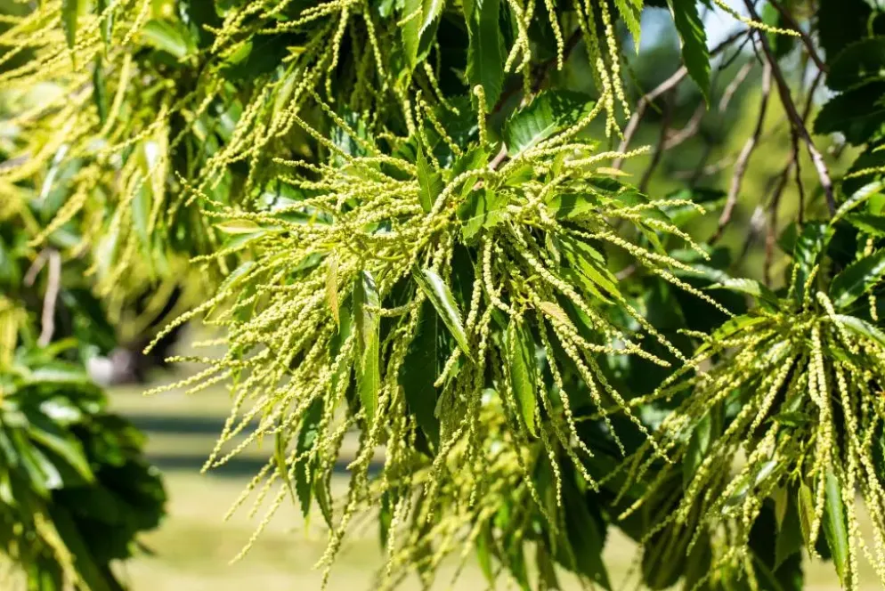 Castanea sativa (Tamme kastanje)