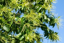 Castanea sativa (Tamme kastanje)