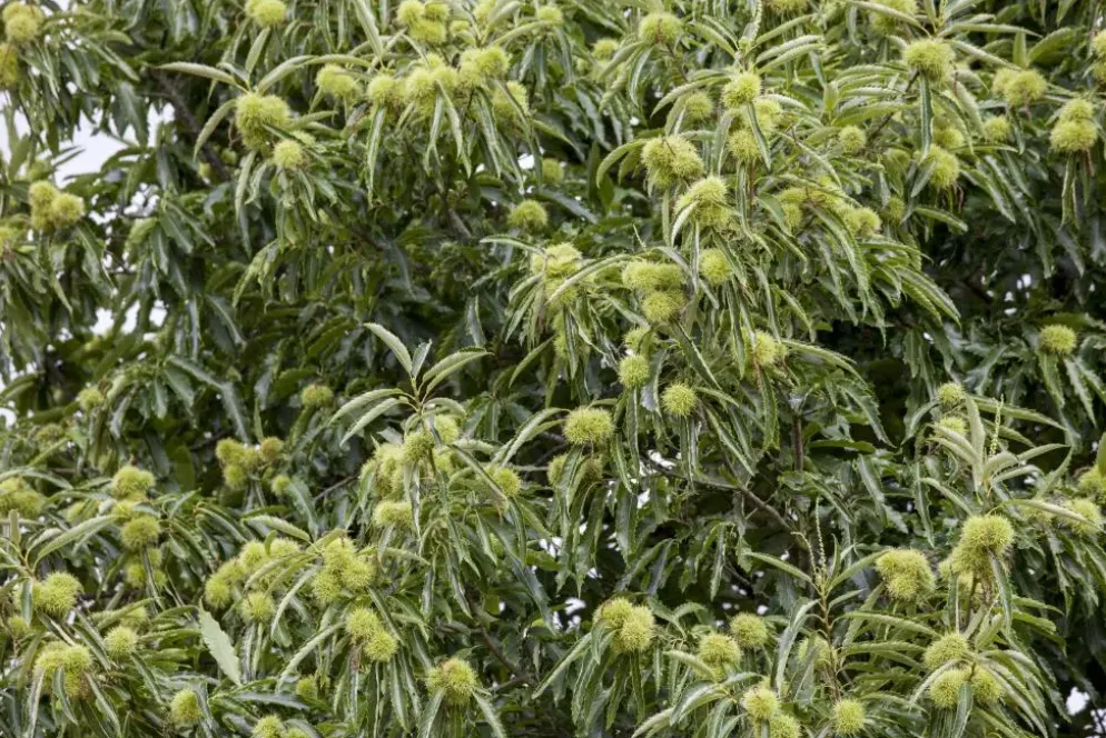 Castanea sativa (Tamme kastanje)