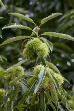 Castanea sativa (Tamme kastanje)
