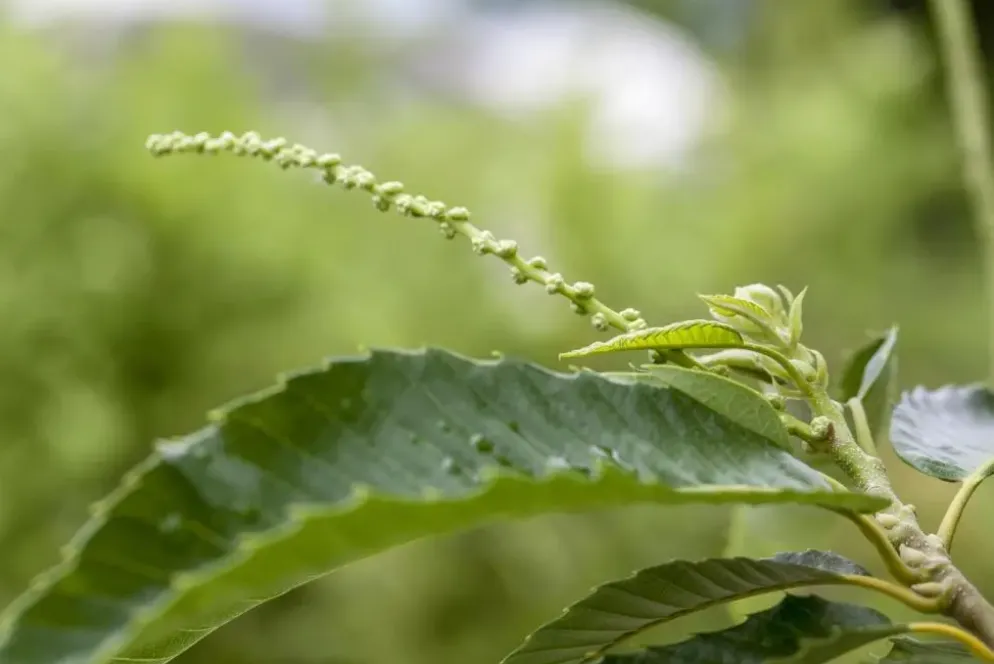 Castanea sativa (Tamme kastanje)