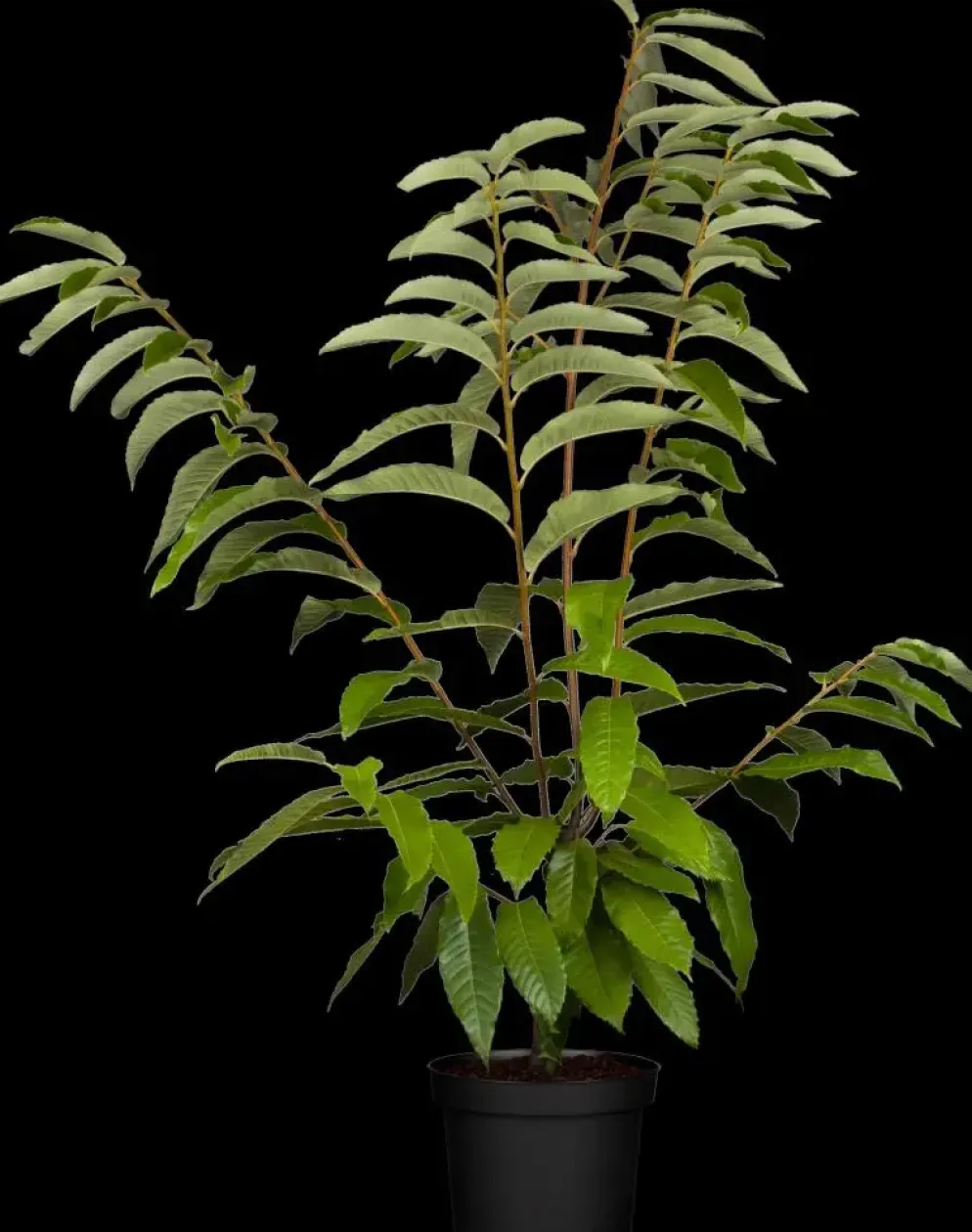 Castanea sativa (Tamme kastanje)