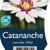 Catananche caerulea 'Alba' (Witte strobloem)