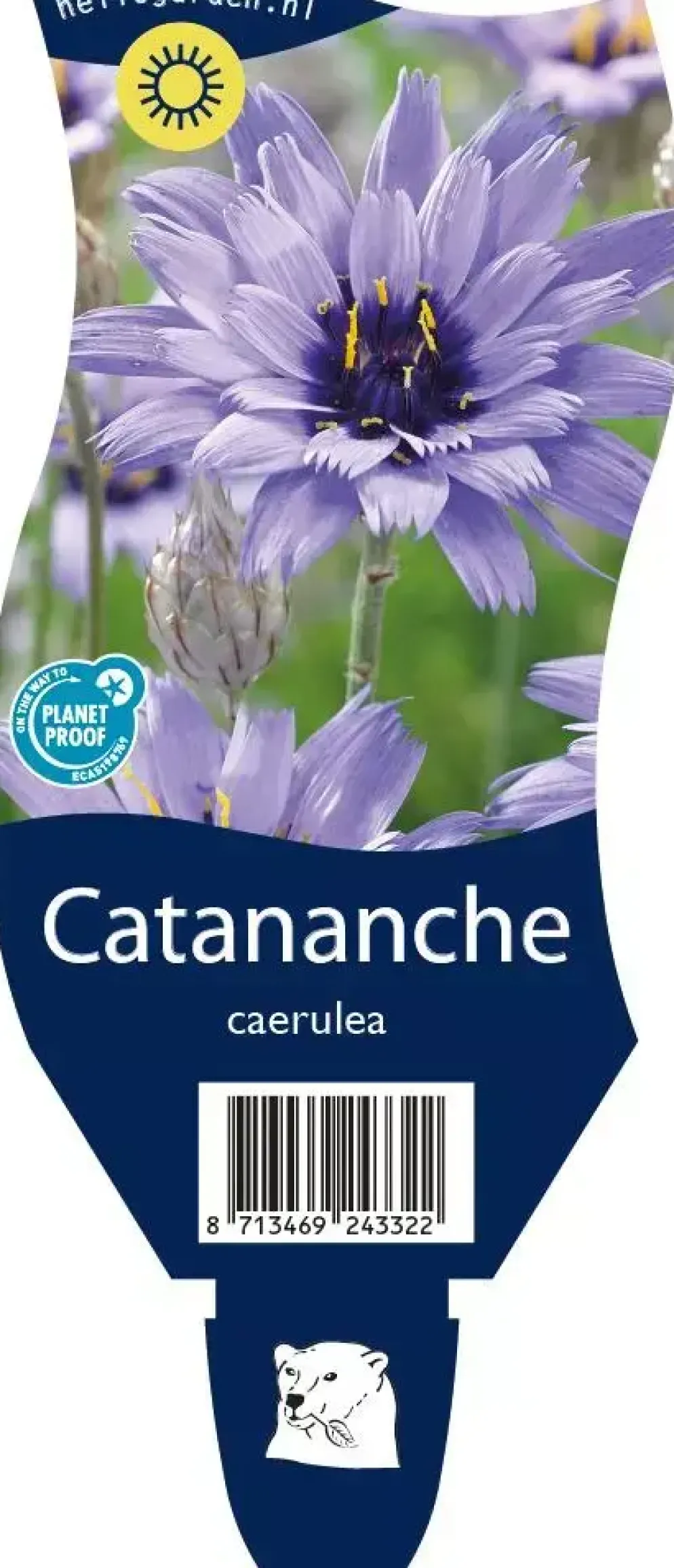 Catananche caerulea (Blauwe strobloem)