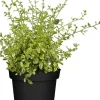 Ceanothus thyrsiflorus (Amerikaanse sering)