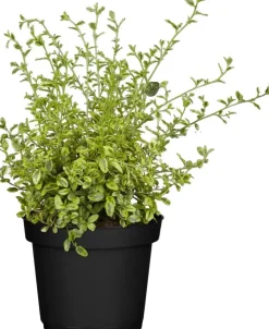 Ceanothus thyrsiflorus (Amerikaanse sering)