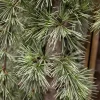 Cedrus atlantica 'Glauca Pendula' (Atlasceder 'Glauca Pendula')