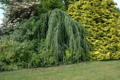 Cedrus atlantica 'Glauca Pendula' (Atlasceder 'Glauca Pendula')