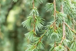 Cedrus atlantica 'Glauca Pendula' (Atlasceder 'Glauca Pendula')
