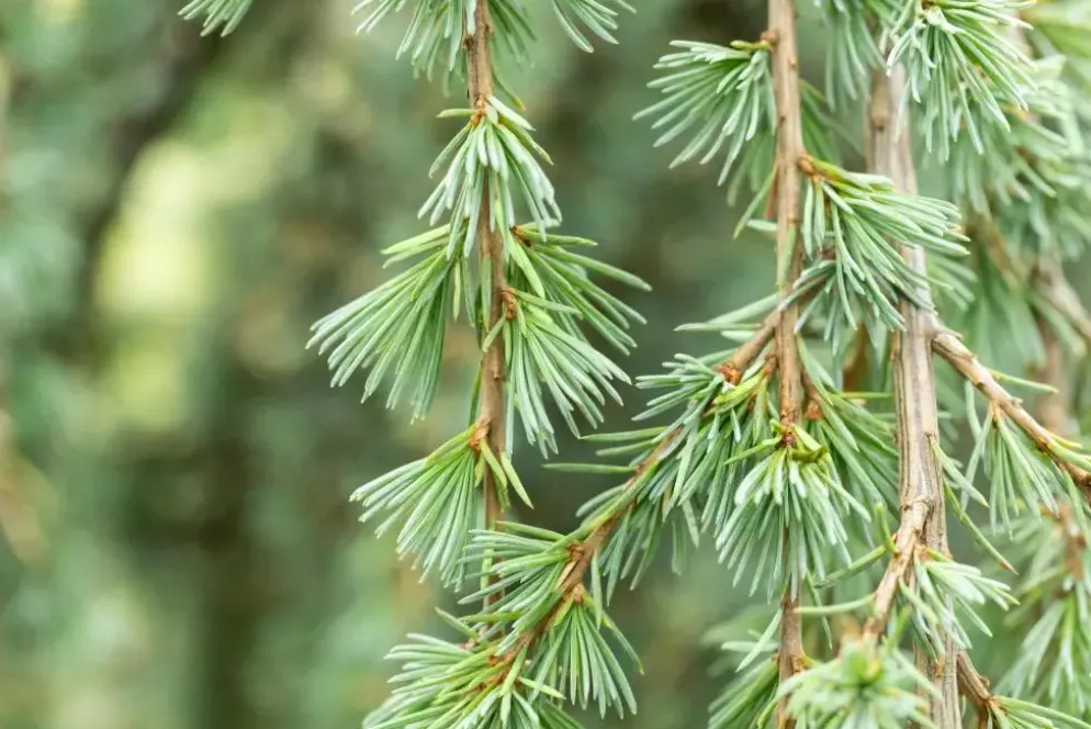 Cedrus atlantica 'Glauca Pendula' (Atlasceder 'Glauca Pendula')