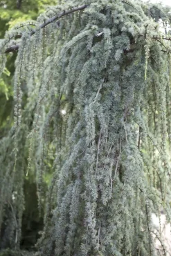 Cedrus atlantica 'Glauca Pendula' (Atlasceder 'Glauca Pendula')