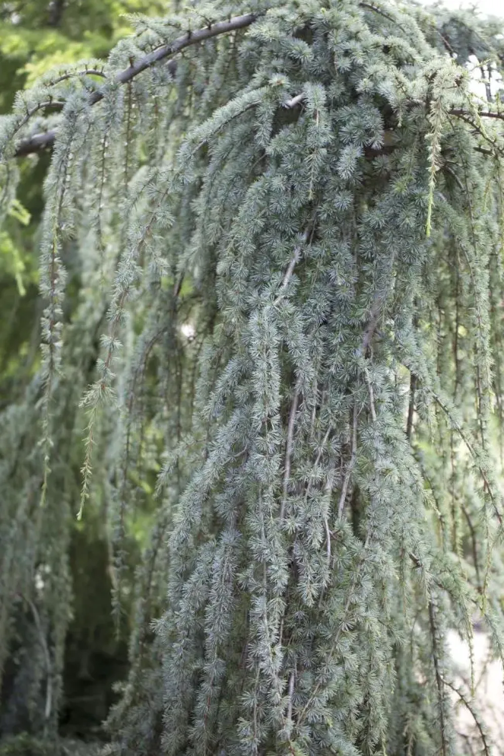 Cedrus atlantica 'Glauca Pendula' (Atlasceder 'Glauca Pendula')