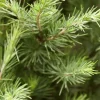 Cedrus deodara (Himalajaceder)
