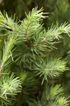 Cedrus deodara (Himalajaceder)