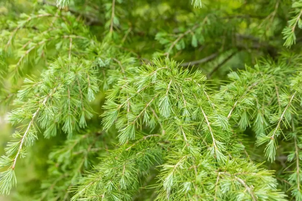 Cedrus deodara (Himalajaceder)