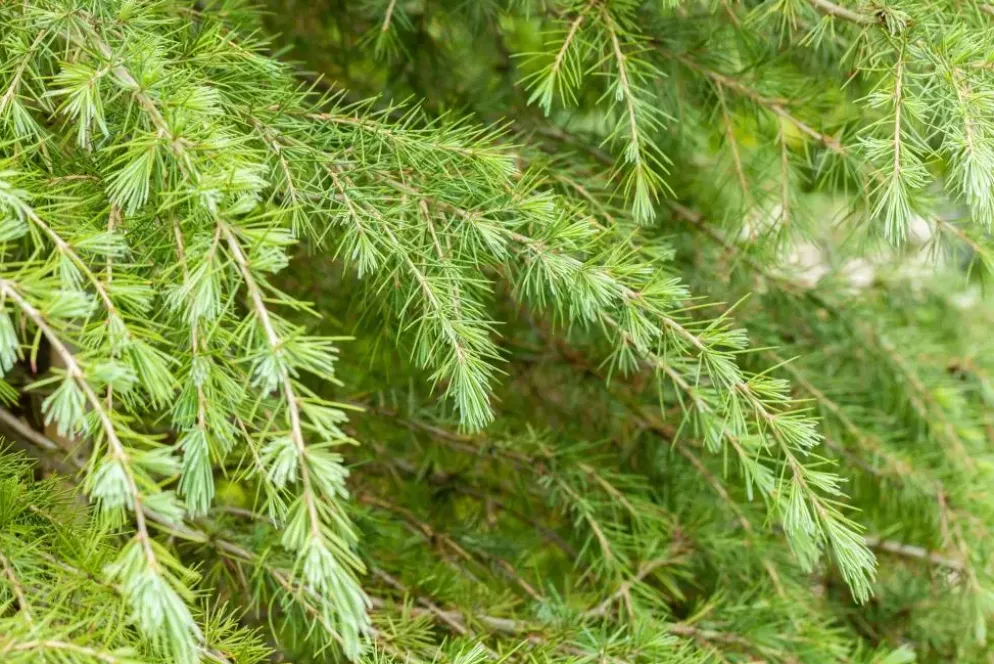 Cedrus deodara (Himalajaceder)