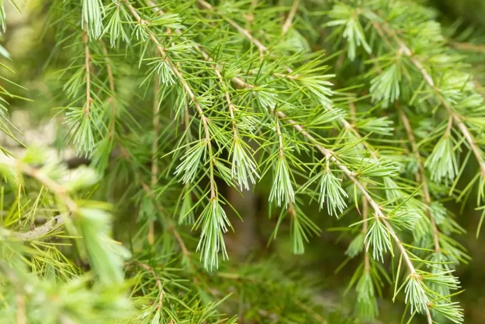 Cedrus deodara (Himalajaceder)