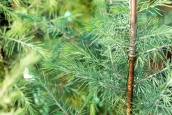 Cedrus deodara (Himalajaceder)