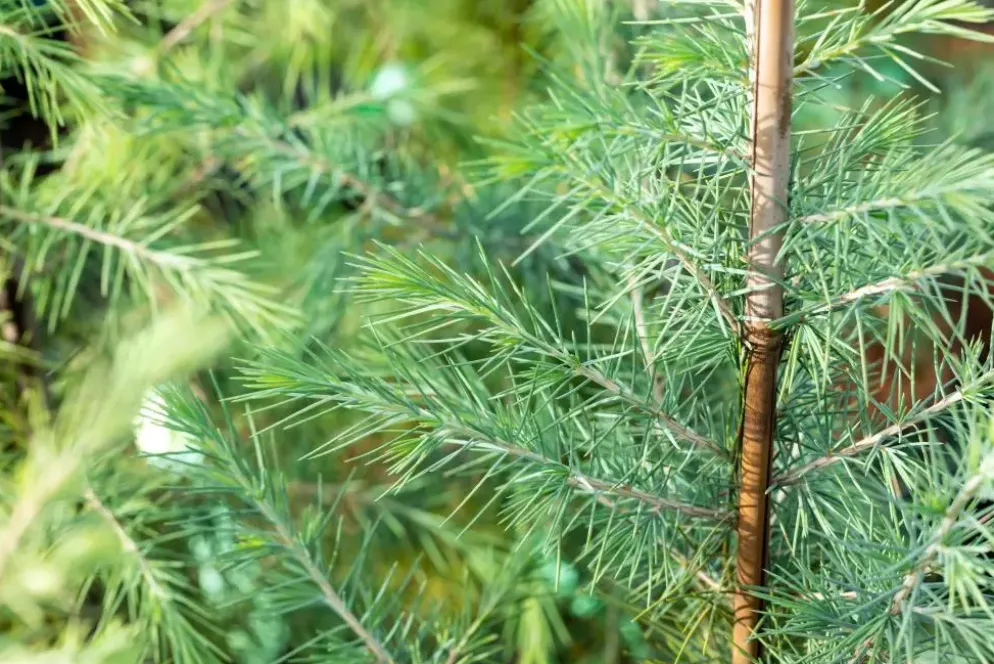 Cedrus deodara (Himalajaceder)