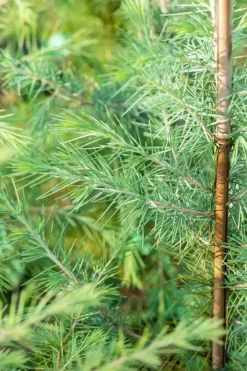 Cedrus deodara (Himalajaceder)