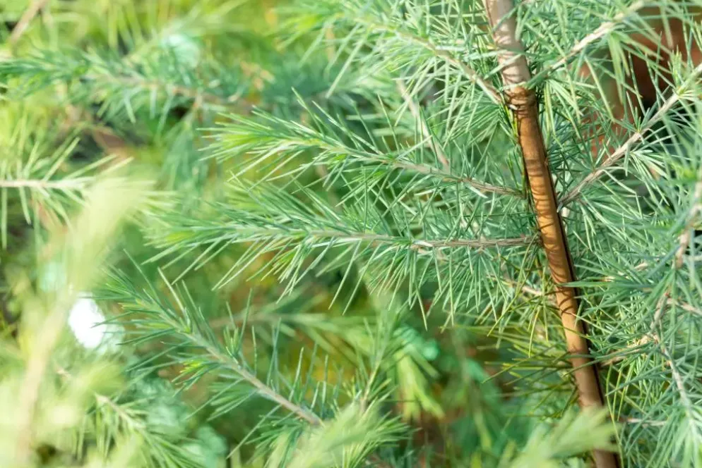 Cedrus deodara (Himalajaceder)