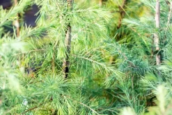 Cedrus deodara (Himalajaceder)
