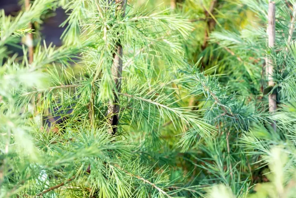 Cedrus deodara (Himalajaceder)