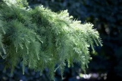 Cedrus deodara (Himalajaceder)
