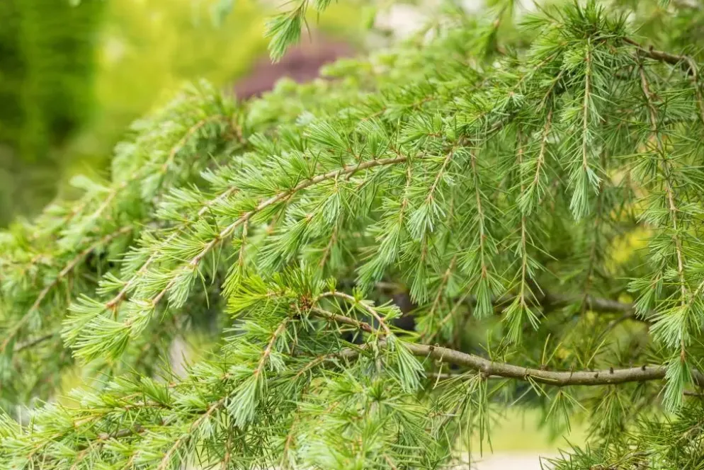 Cedrus deodara (Himalajaceder)