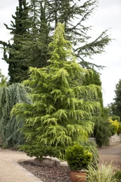 Cedrus deodara (Himalajaceder)