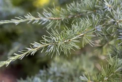 Cedrus deodara (Himalajaceder)