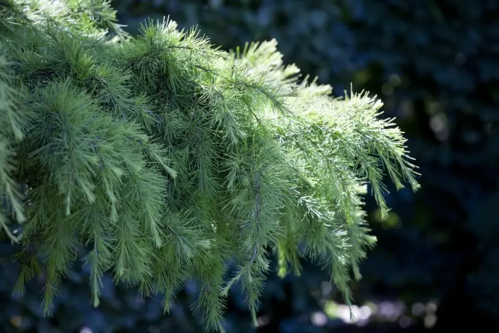 Cedrus deodara (Himalajaceder)