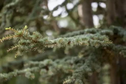 Cedrus deodara (Himalajaceder)