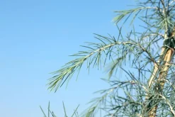 Cedrus deodara (Himalajaceder)
