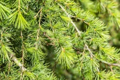 Cedrus deodara (Himalajaceder)