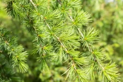 Cedrus deodara (Himalajaceder)