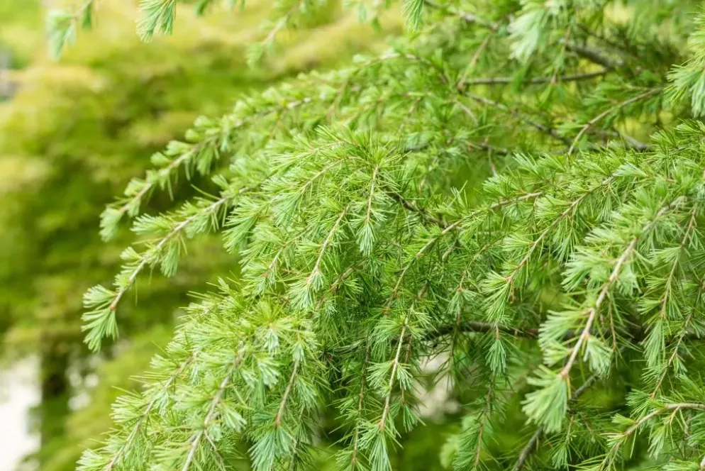 Cedrus deodara (Himalajaceder)