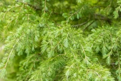 Cedrus deodara (Himalajaceder)