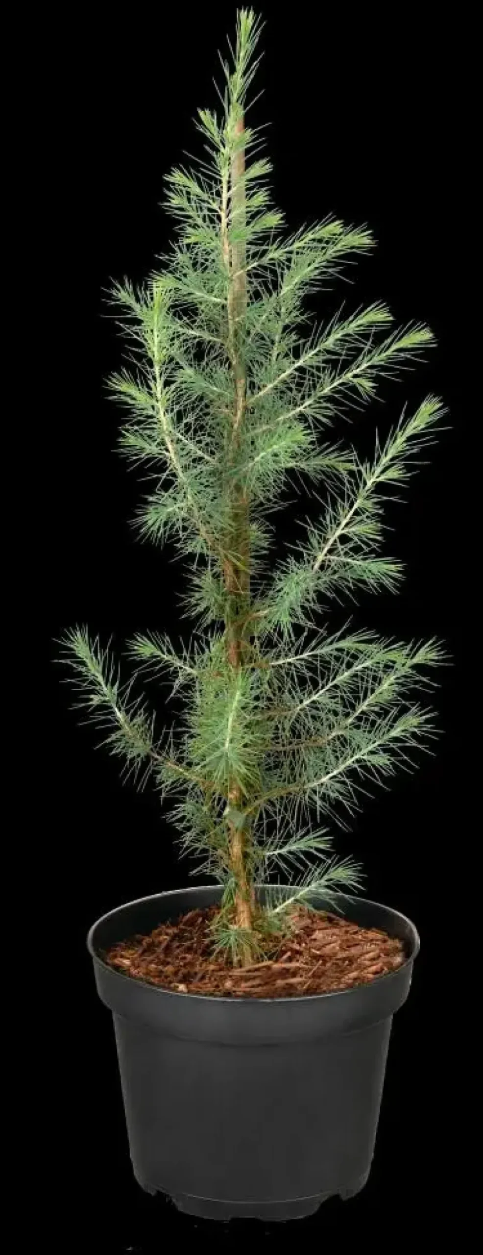 Cedrus deodara (Himalajaceder)