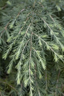 Cedrus deodara (Himalajaceder)