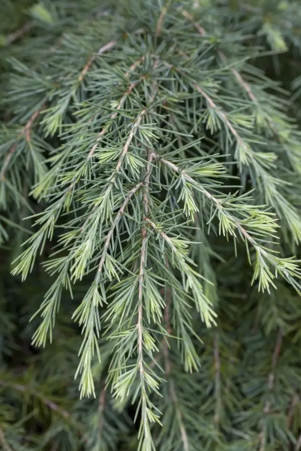 Cedrus deodara (Himalajaceder)