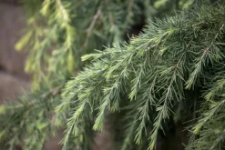 Cedrus deodara (Himalajaceder)