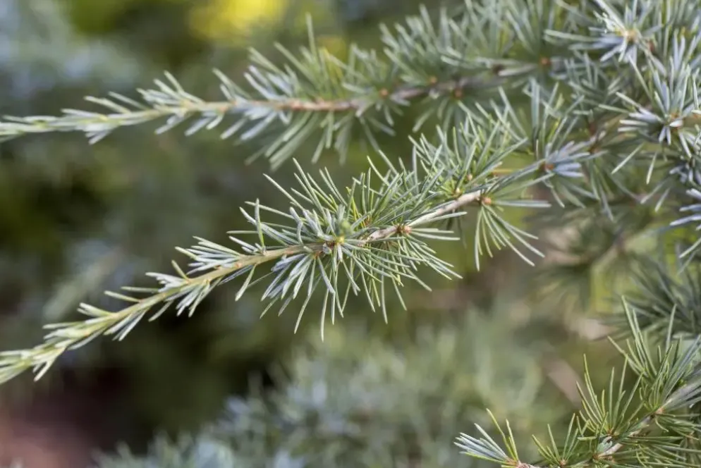 Cedrus deodara (Himalajaceder)