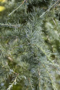 Cedrus deodara (Himalajaceder)