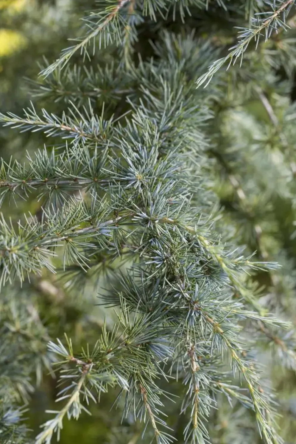 Cedrus deodara (Himalajaceder)