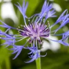 Centaurea montana 'Grandiflora' (Korenbloem)